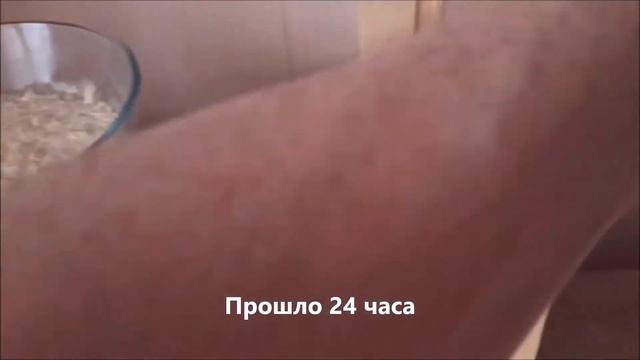 Домашний хлеб из пророщенной гречки смотреть онлайн