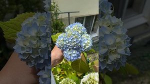 гортензия крупнолистная-Эндлесс саммер 300₽-саженец…8-918-105-60-69…