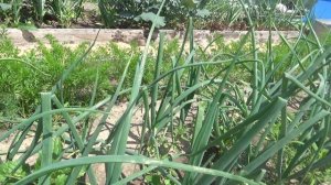 Репчатый лук