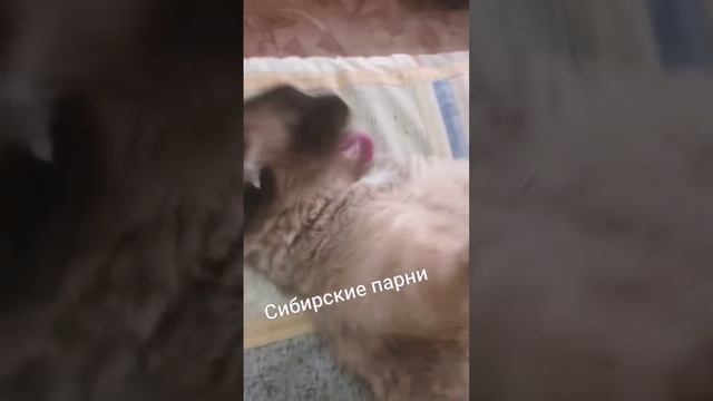 душа смотреть онлайн