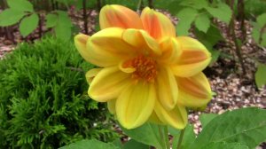 Георгины Весёлые ребята. Уникальный проект. Дачные картинки.