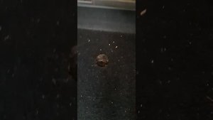 Хонда фрид спайк. запасное колесо.