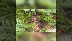 Обрезка и чистка запущенного старого можжевельника