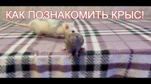 Как знакомить крыс! Как подселять крыс Правильно!