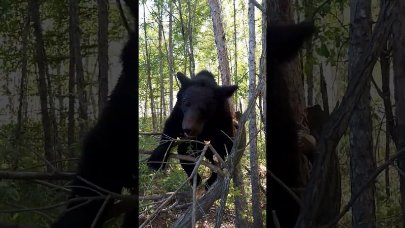 Медведи все качели разломали. #bear