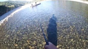 Хариус верховье Абакана