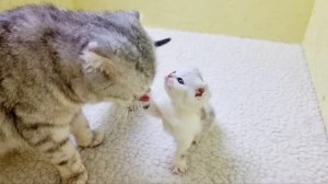 Кошачья Семья Мама кошка и ее милые шотландские котята