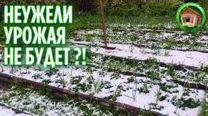 Наш огород не выдержал мороза. Наш сад и огород засыпало снегом. 278 серия