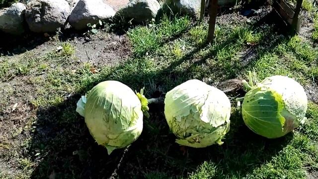 Капуста( Мегатон) смотреть онлайн