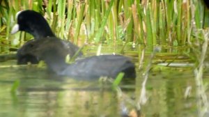 folaga ripresa con tecnica digiscoping, telescopio SkyWatcher 90/1250