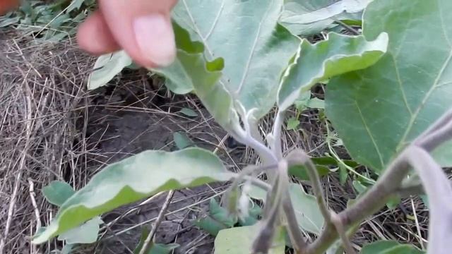 Баклажаны синенькие в открытом грунте Как пасынковать баклажаны