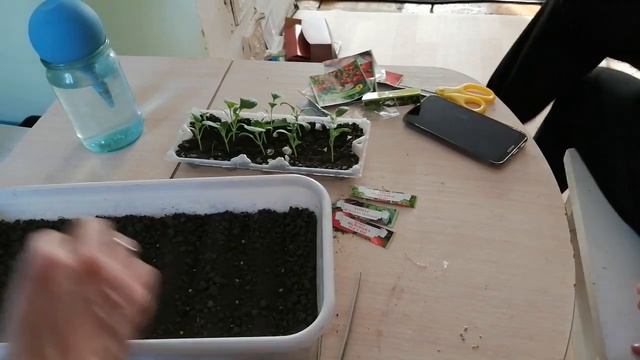 Посадка семян томатов на рассаду. Готовимся к сезону смотреть онлайн