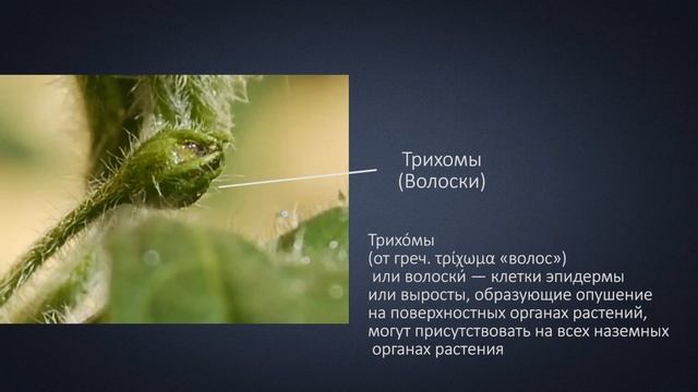 Лекция 14. Часть 1. Как растение себя защищает от вредителей в Аквапонике. Чего Фитофаги боятся ? смотреть онлайн