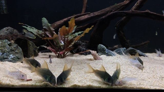 Corydoras concolor, Corydoras loretoensis, Hyphessobrycon megalopterus, and Hyphessobrycon elachys смотреть онлайн