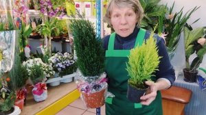 Кипарисы в горшках. Как сохранить в квартире?