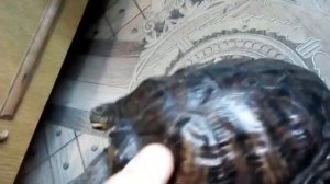 Как определить возраст красноухой черепахи
