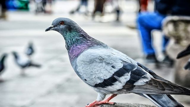 Голубь. Сел на балкон или стучит в окно. смотреть онлайн