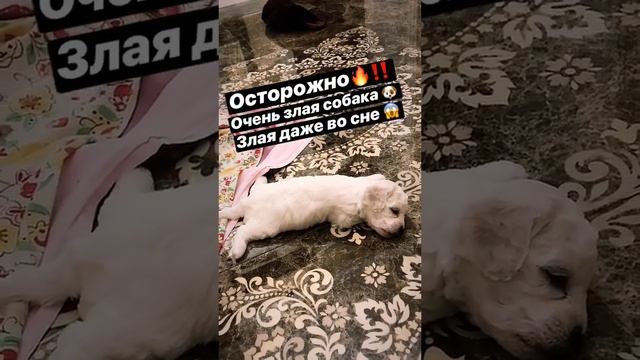 Милый щенок бишон фризе и сон.  #dog #cобаки #cane #dogvideo #치와와 #チワワ #犬 #狗