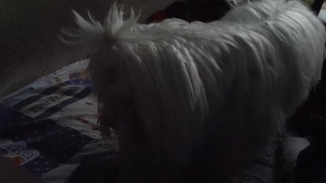 Мальтезе прикол смотреть онлайн