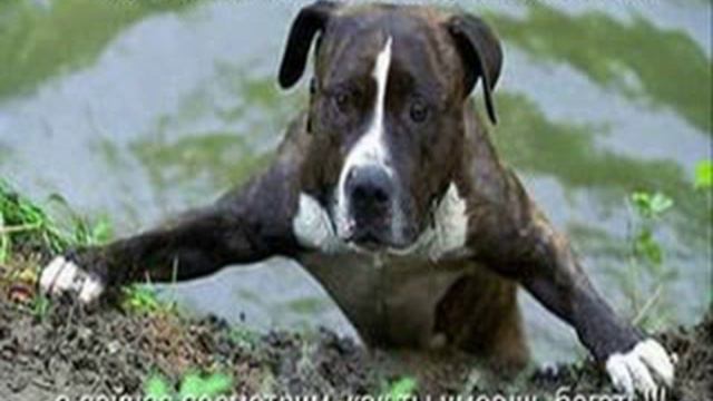 681 смотреть приколы дети +и животные смотреть онлайн