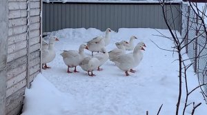 Гуси Мамут и Адлерские зимуют в теплице