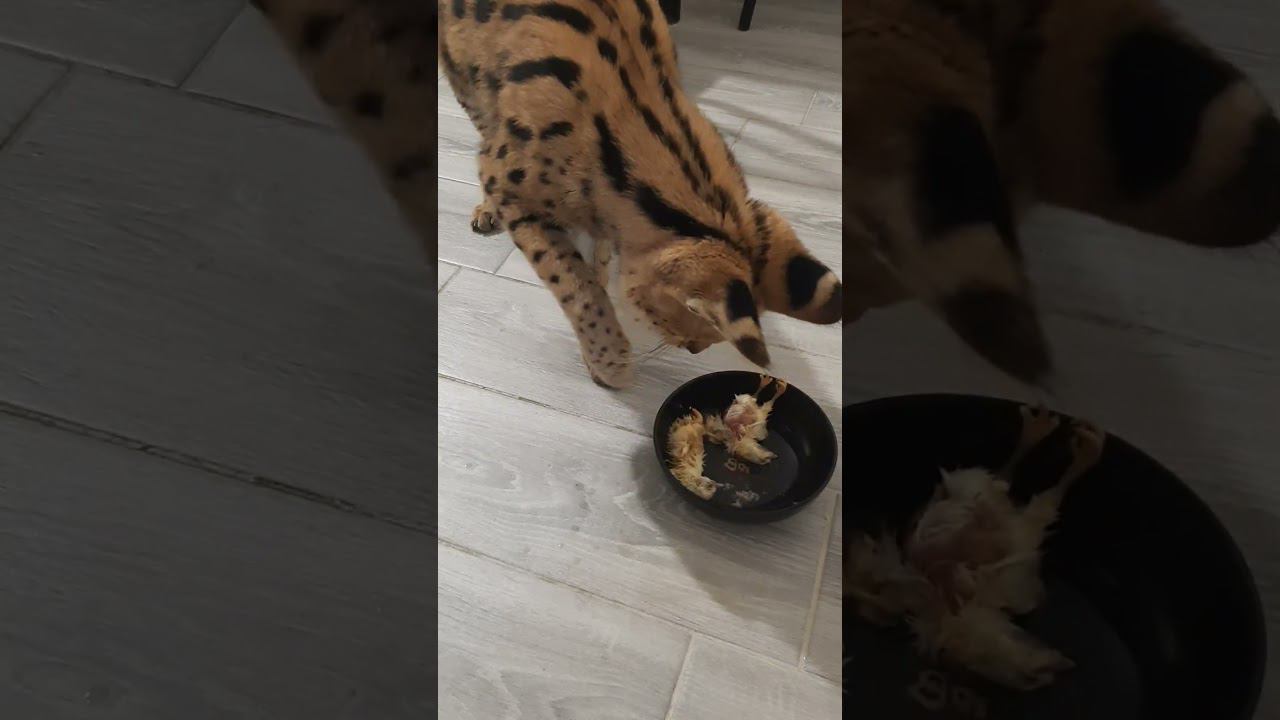 #сервал #serval #кот #кошкивдоме #моипитомцы #бебилеопард #животные #cat