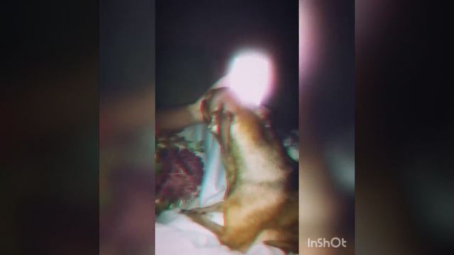 Почему собаки воют на такой звук??
