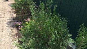 Кипарисовик Лавсона Ивонне и Вайт спот