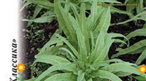 Салат спаржевый Светлана. Краткий обзор, описание характеристик, где купить семена lactuca sativa