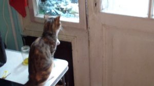 Жизнь за границей.Кошки. Укусила оса.