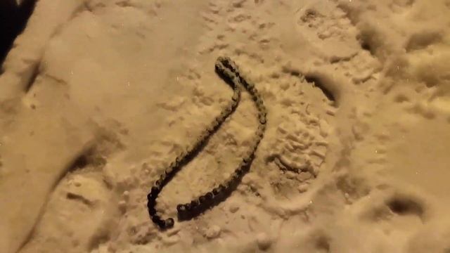 Койра Богатырь! Первый пробный выезд - печальный и недолгий .