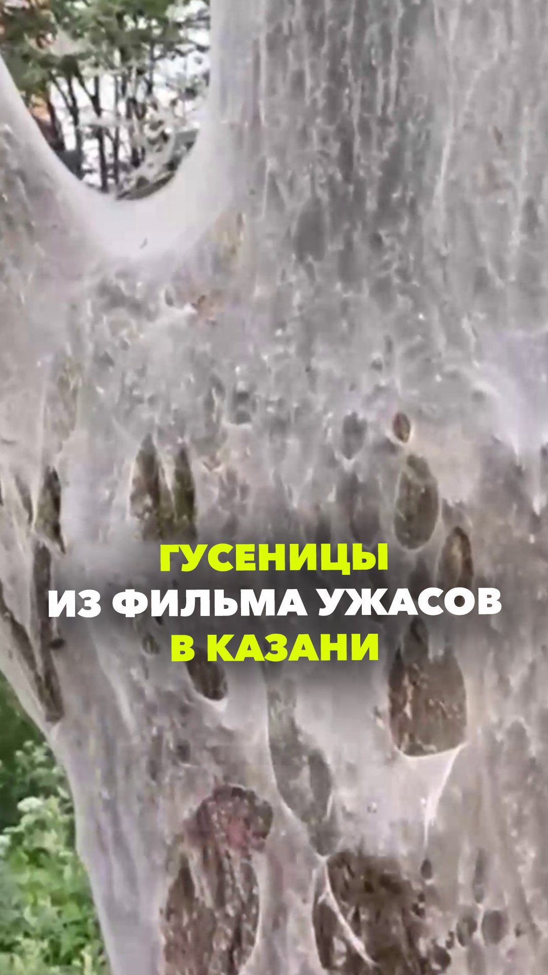 Фильм ужасов: в Казани деревья затянуто паутиной с гусеницами