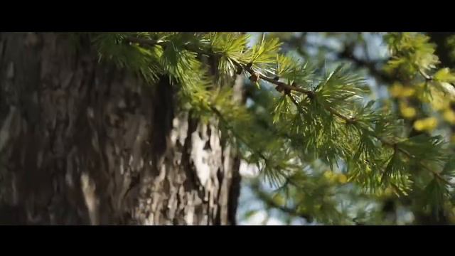 Оранжерея. Сегодня (2 июня 2017)