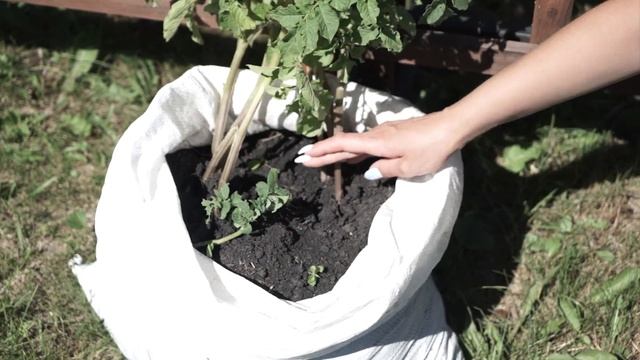 Как  вырастить картофель в мешке ✿ Супер способ 100%  всхожесть