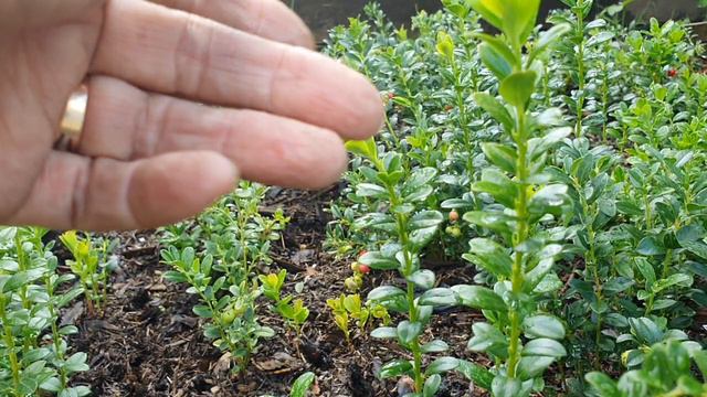 1000002173.mp4брусника радуется жизни смотреть онлайн