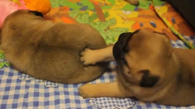 ,,ВОЛК И СЕМЕРО КОЗЛЯТ,,-новая версия(продолжение,ария Волка)) смотреть онлайн