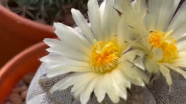 Astrophytum myriostigma tricostatum and quadricostatum flower buds to blooms pollination seeds 2021 смотреть онлайн