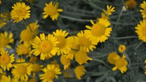 Пупавка красильная - Антемис. Фото цветения пупавки