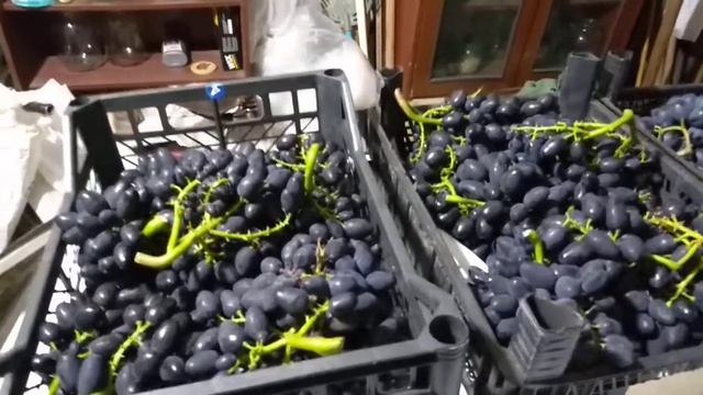 17.08.22. ПЕРВАЯ НАРЕЗКА ВИНОГРАДА НА ПРОДАЖУ. смотреть онлайн