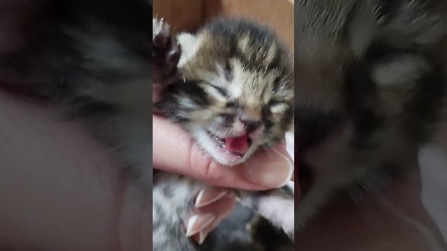 котенок шипит на меня смотреть онлайн