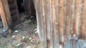 Без бактерий , подстилка для кур.