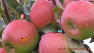 Яблоня гибридный Былина (malus) ? гибридный яблоня Былина обзор: как сажать, саженцы яблони Былина