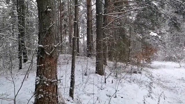 Охота с русской гончей в поясках зайца смотреть онлайн