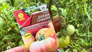 Томаты с упаковками: Медная река, Киви, Дикий тимьян, Амурский тигр!