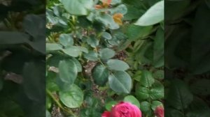 Othello rose Троянда Отелло