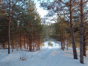 Туристический поход для детей старшего дошкольного возраста "Путешествие в хвойный лес".