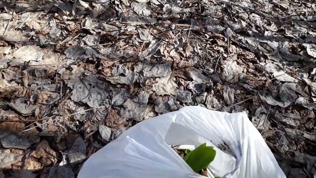 Расселение черемши. Resettlement Allium ursinum. смотреть онлайн