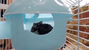 Почему джунгарские хомяки кусаются #2! / Что делать, если укусил хомяк?