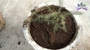 शतावरी जैसे बहुमूल्य औषधीय पौधे को घर पर उगाएं ! Grow Asparagus Racemosus at home