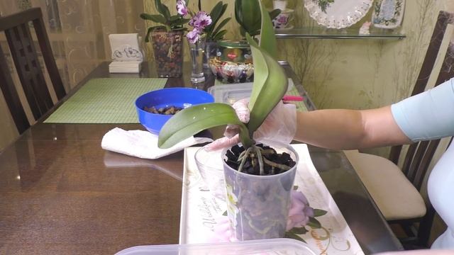 ПОСАДКА, с учетом СОСТОЯНИЯ орхидеи. смотреть онлайн